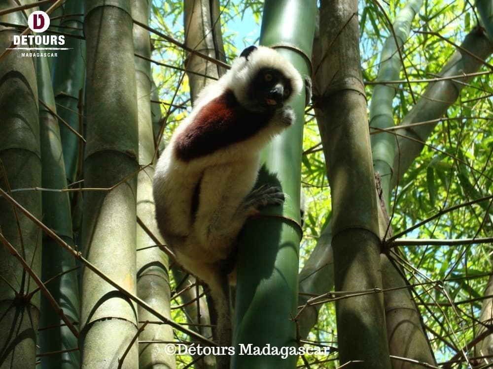 Biodiversity Conservation on the Island of Nosy Be