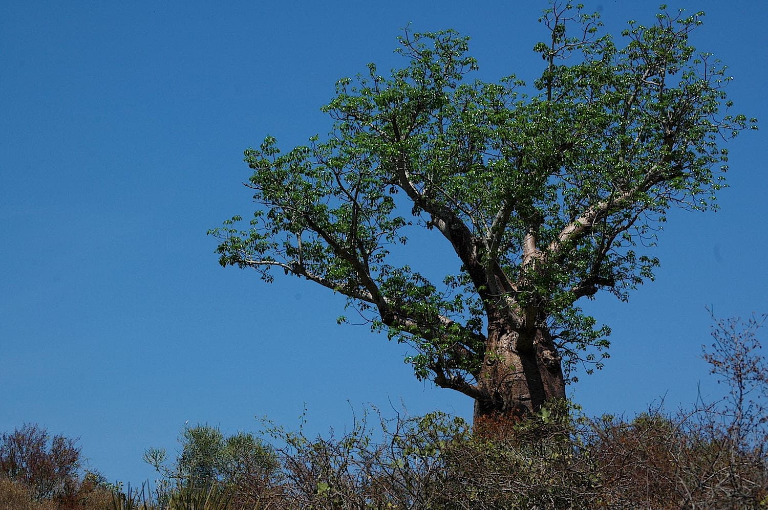 The Enchanting Far South of Madagascar