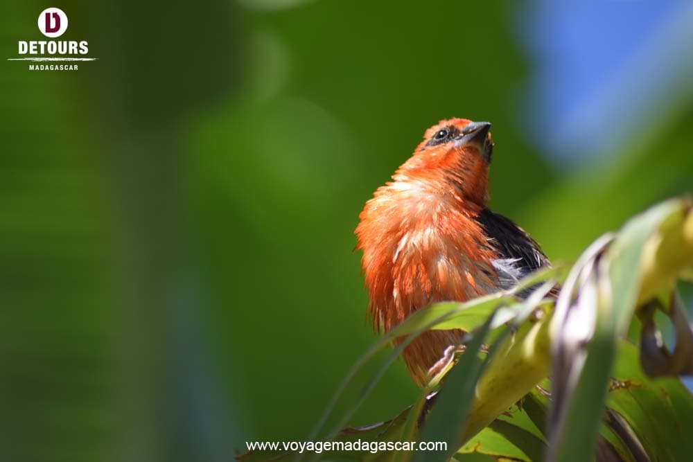 The Birds of Madagascar: Worthy Representatives of the Beauty of Malagasy Nature