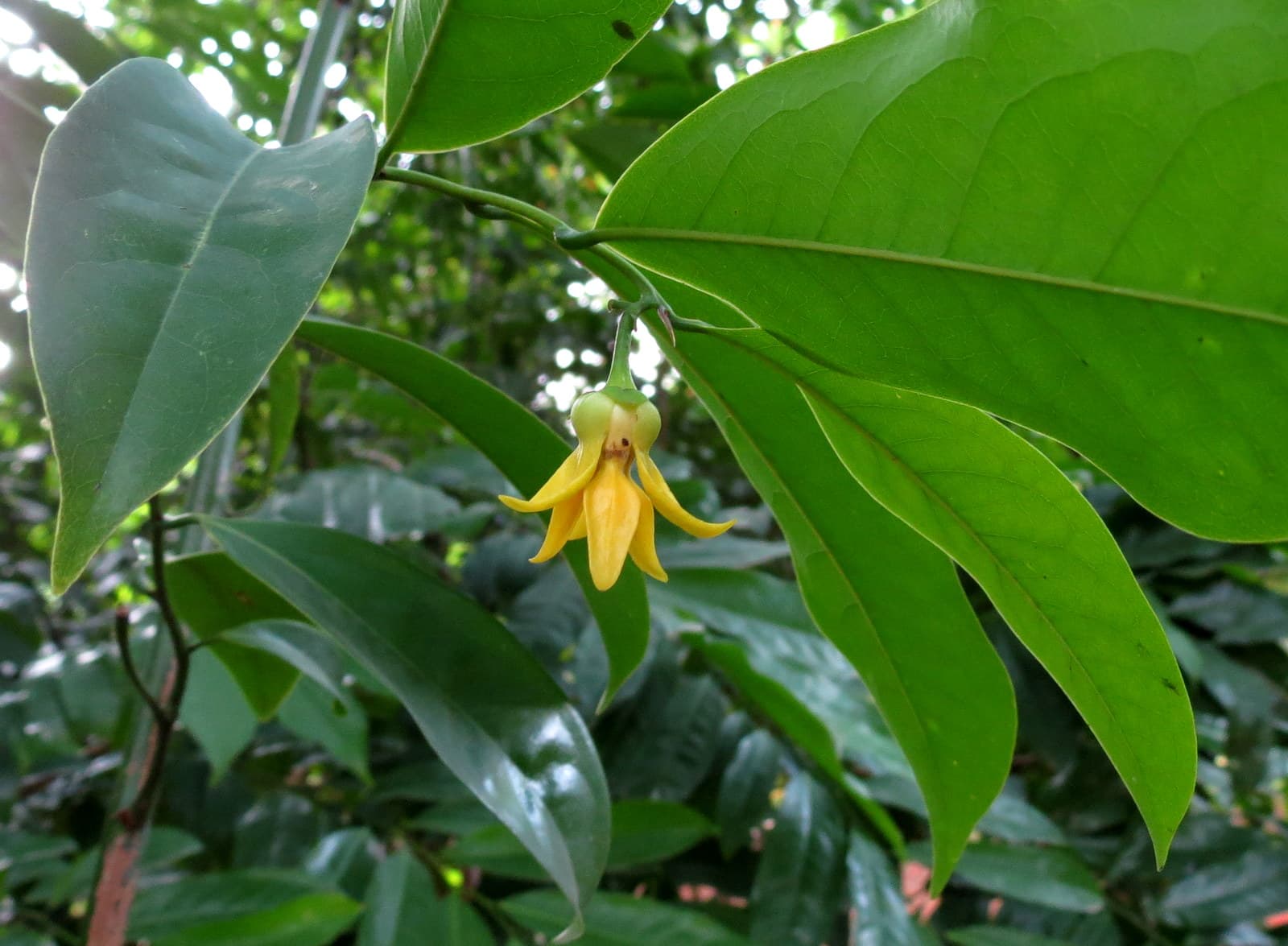 Ylang Ylang: Another Black Pearl of Madagascar