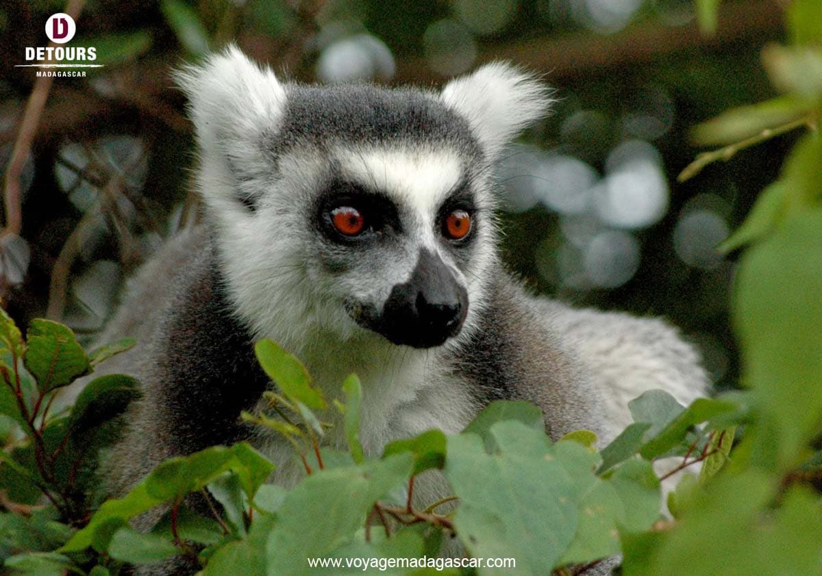 The Lemurs of Madagascar
