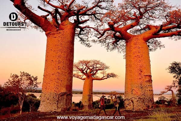 Madagascar's Baobabs: Emblematic and Mythical Trees