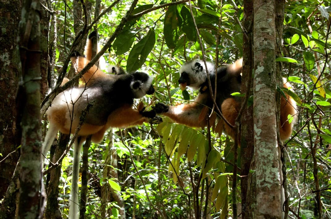 Discovering Madagascar's Biodiversity: 5 Must-See Locations