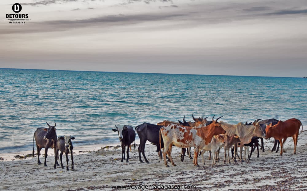 Madagascar's Cultural Emblems: The Zebu and Rice