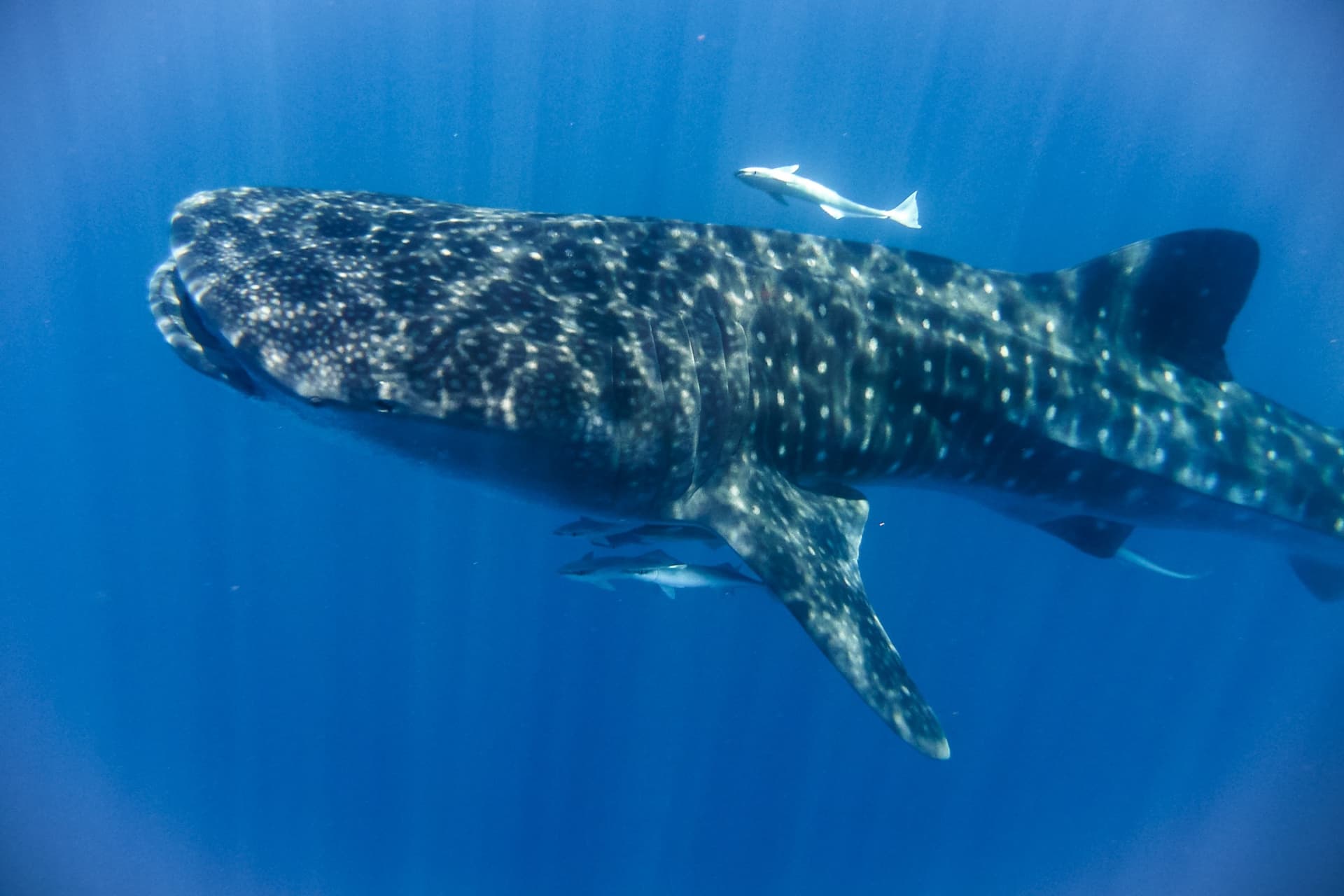 How, When and Where to See Whale Sharks in Madagascar?