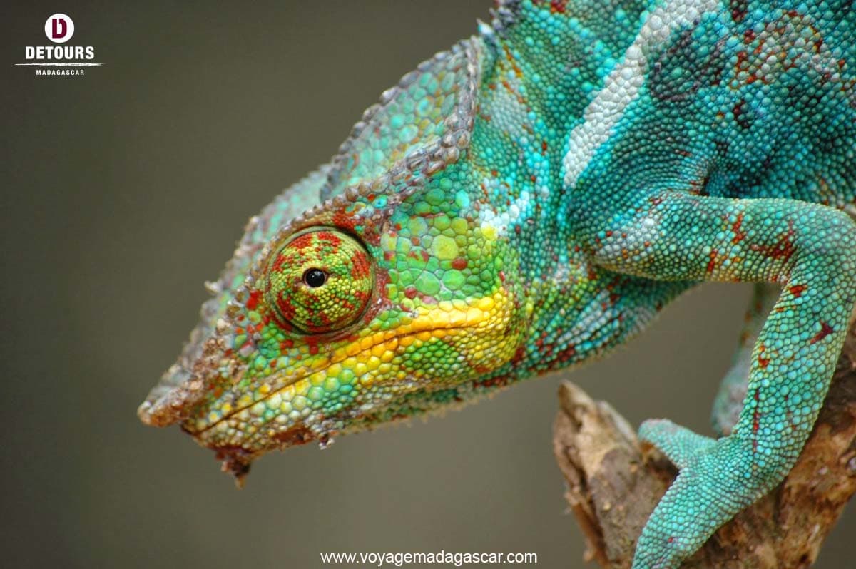 The Chameleons of Madagascar