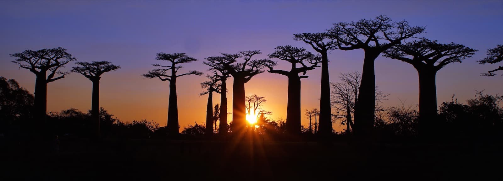 Avenue of the Baobabs