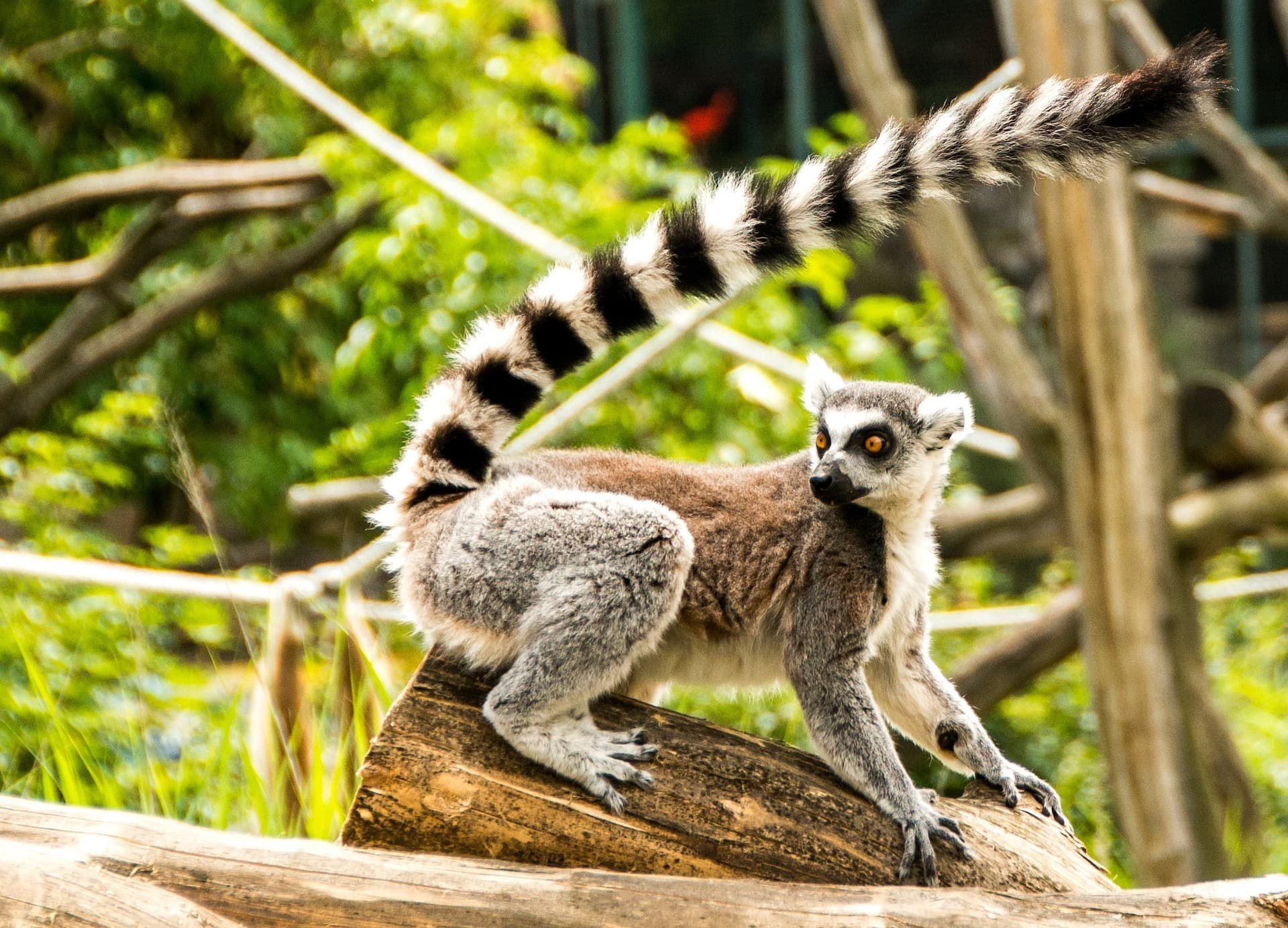 The Animals to See in Madagascar