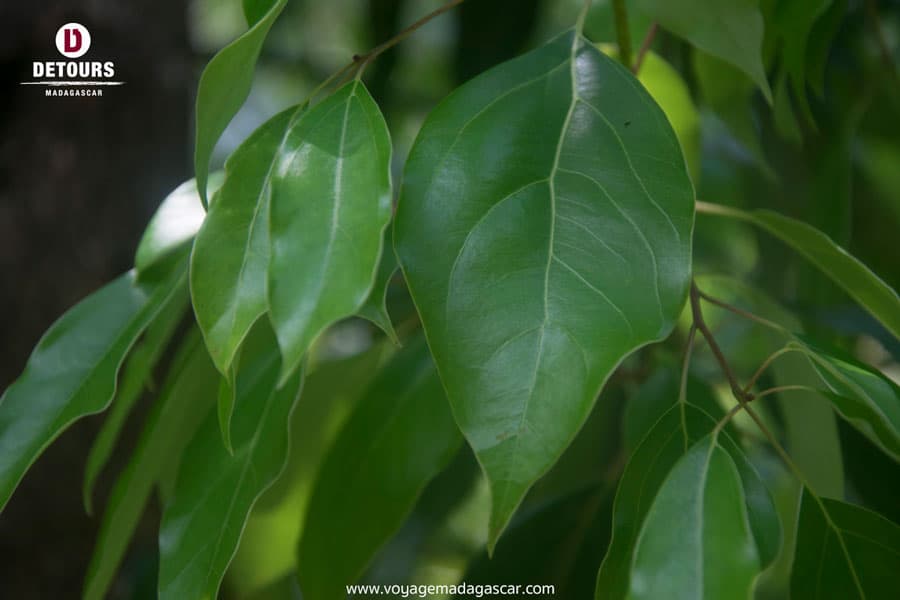 Ravintsara: The X-Man of Plants