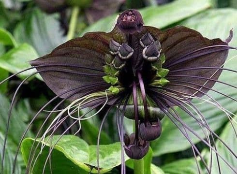 Madagascar: The Island of Orchids
