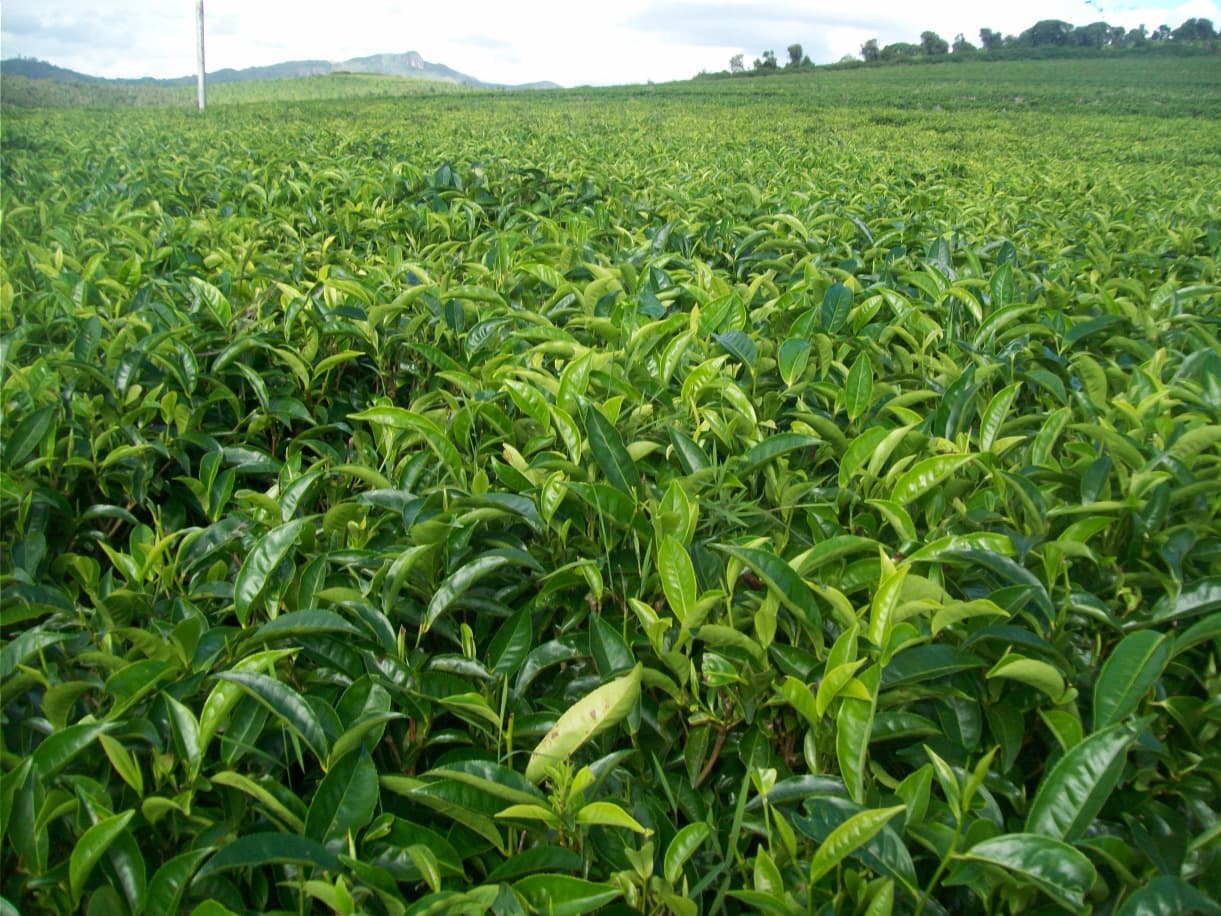 Sahambavy: Madagascar's Unique Tea Plantation...