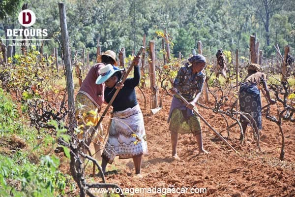 Fianarantsoa and Its Vineyards