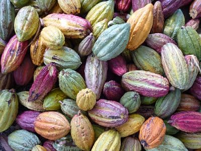 Madagascar's Cacao, an Exceptional Treasure