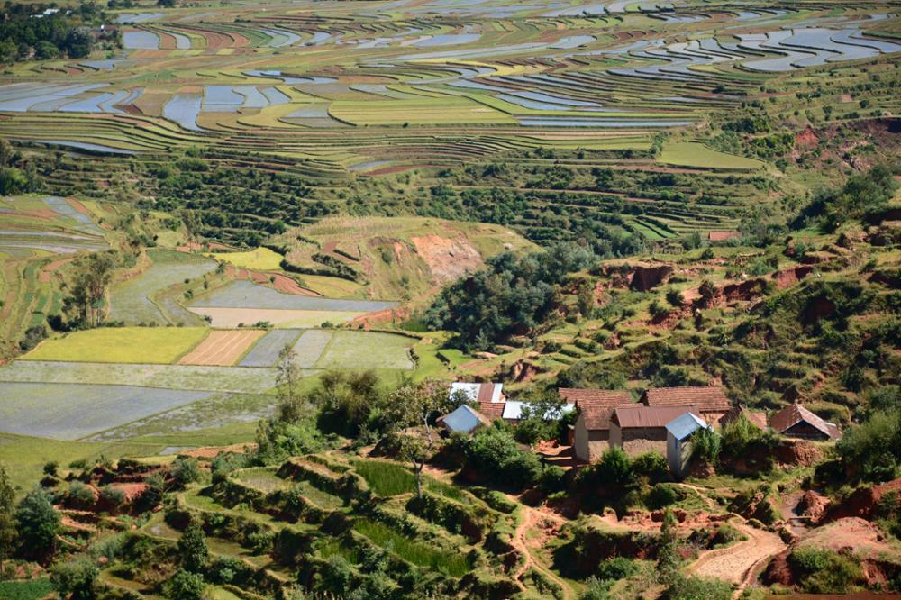 Rice/fish farming in Madagascar: a practice that should become a reference