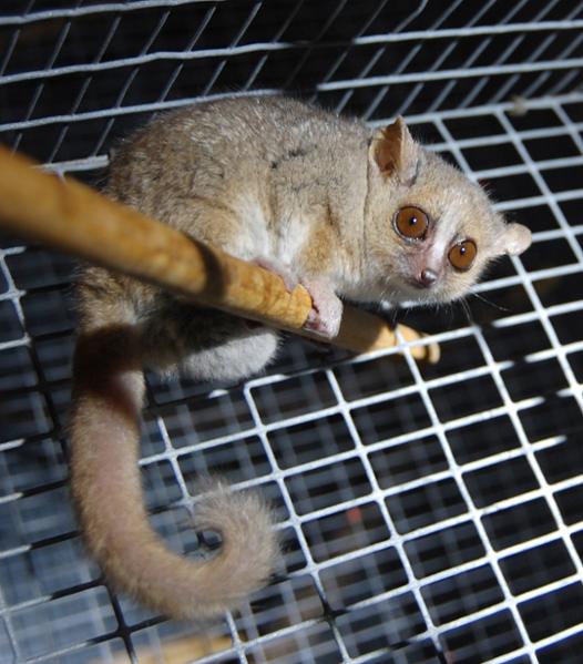 Mouse lemur: a little wonder of nature!